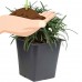 Dwarf Mondo Grass in 3-1/4" Pots, Evergreen Groundcover Grass   555058453